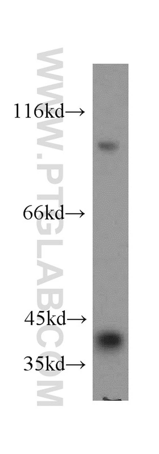 CCDC50 Antibody in Western Blot (WB)