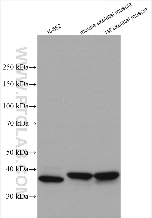 CCDC50 Antibody in Western Blot (WB)