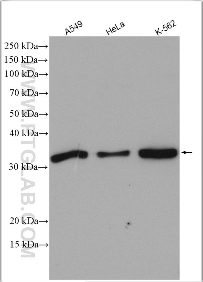 DKK1 Antibody in Western Blot (WB)