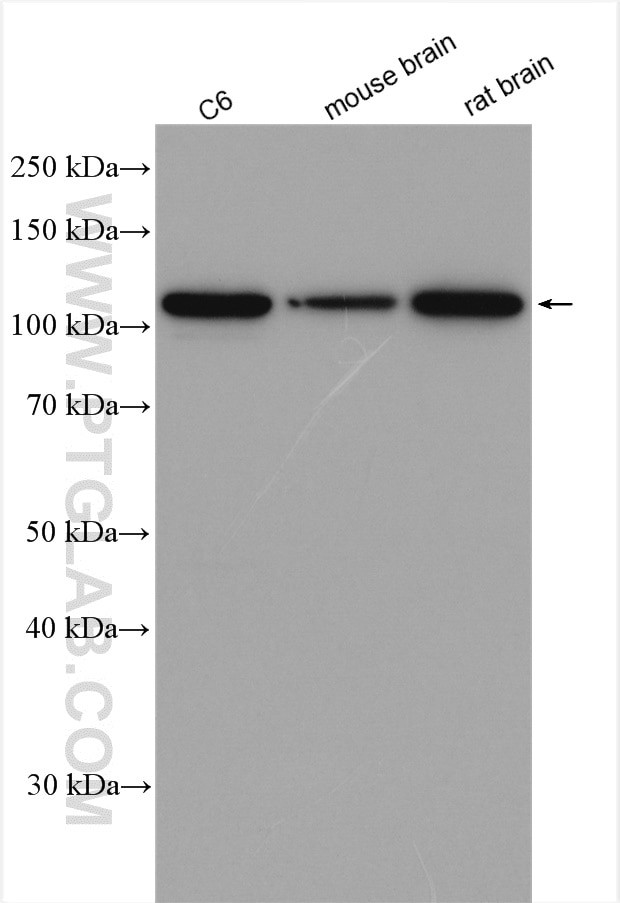 HSPA4 Antibody in Western Blot (WB)