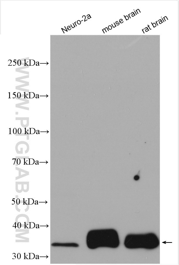 ATOH1 Antibody in Western Blot (WB)