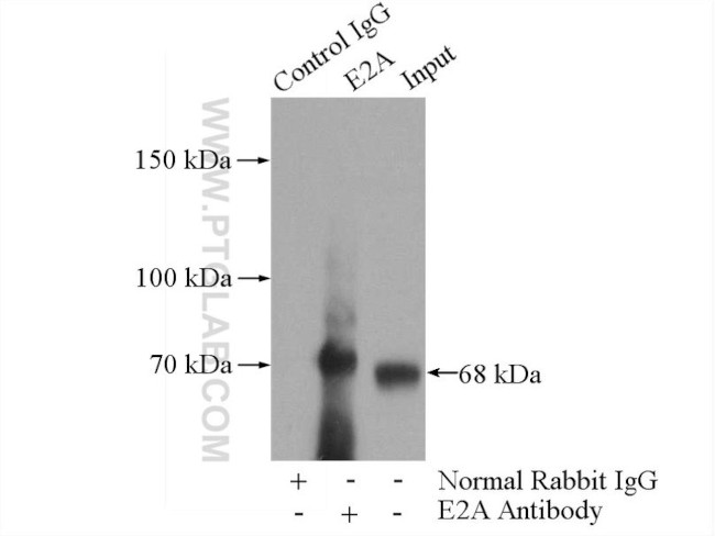 E2A Antibody in Immunoprecipitation (IP)
