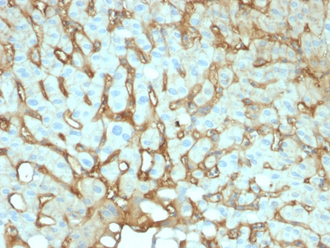 Albumin (Transport Protein) Antibody in Immunohistochemistry (Paraffin) (IHC (P))