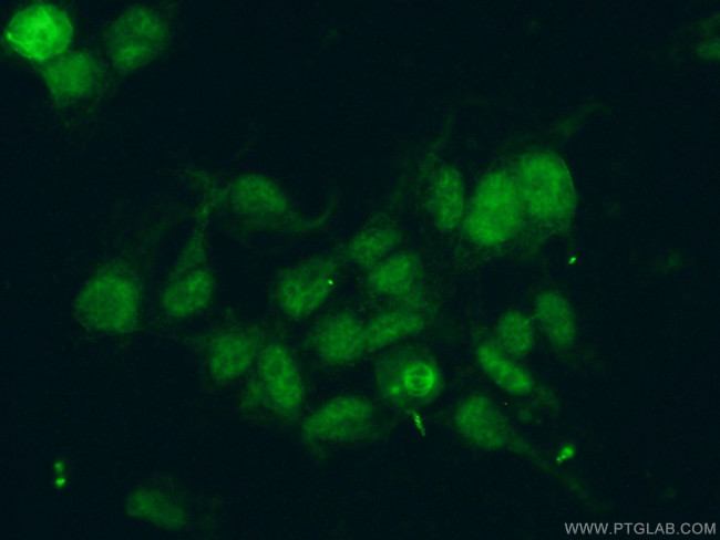 RBM39 Antibody in Immunocytochemistry (ICC/IF)