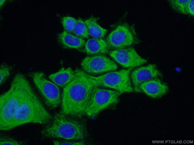 ERMAP Antibody in Immunocytochemistry (ICC/IF)