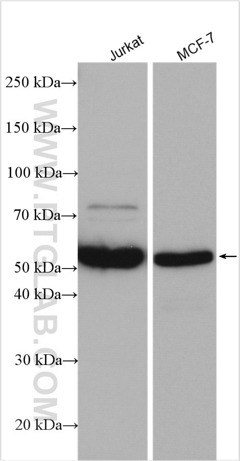 CHRNA7 Antibody in Western Blot (WB)