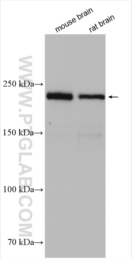 MYH10 Antibody in Western Blot (WB)