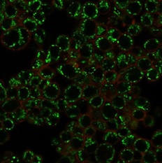 EZH2/KMT6 Antibody in Immunocytochemistry (ICC/IF)