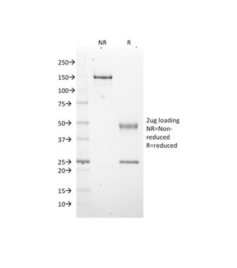 EZH2/KMT6 Antibody in SDS-PAGE (SDS-PAGE)