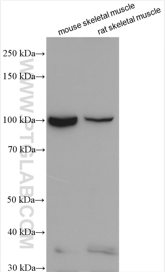 UNC45B Antibody in Western Blot (WB)