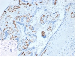 Fatty Acid Binding Protein 4 (FABP4) Antibody in Immunohistochemistry (Paraffin) (IHC (P))