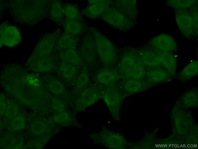 POLA2 Antibody in Immunocytochemistry (ICC/IF)