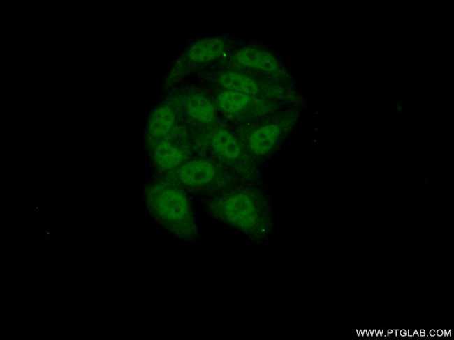 RBM7 Antibody in Immunocytochemistry (ICC/IF)