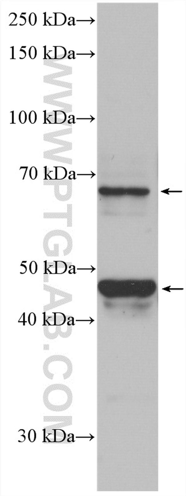 PVRL4 Antibody in Western Blot (WB)