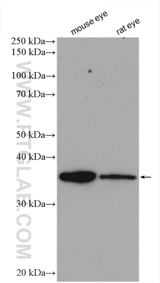 ROM1 Antibody in Western Blot (WB)