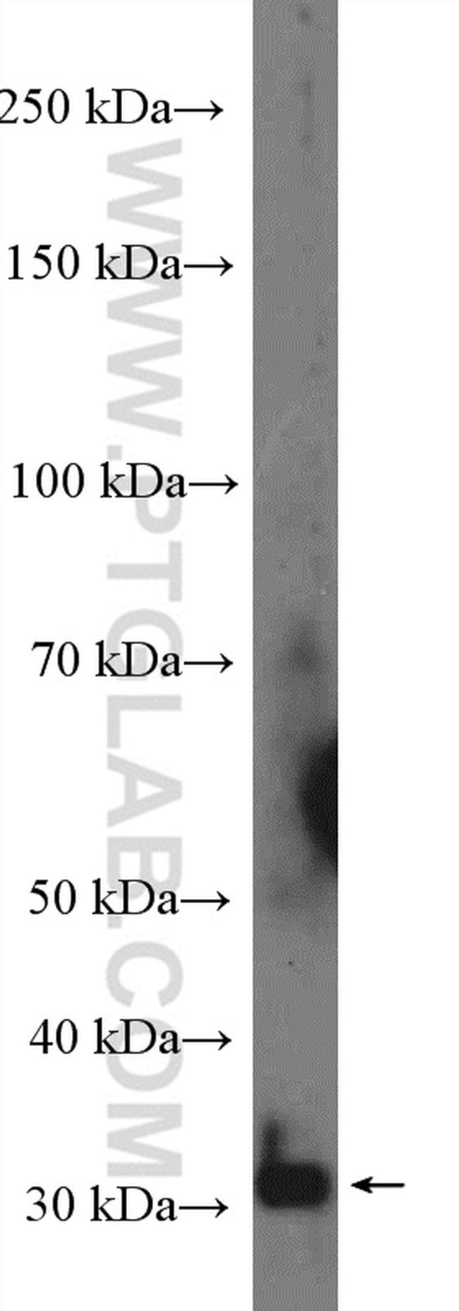 PRB3 Antibody in Western Blot (WB)