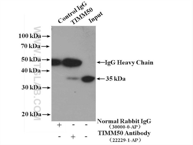 TIMM50 Antibody in Immunoprecipitation (IP)