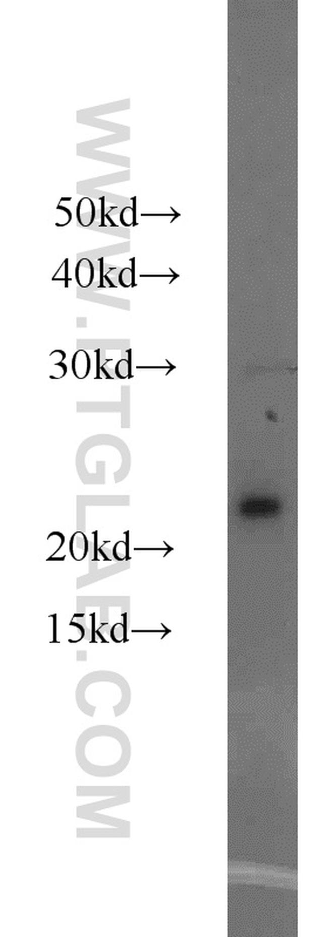 ASF1A Antibody in Western Blot (WB)