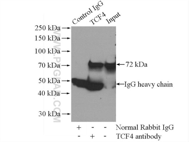 TCF4 Antibody in Immunoprecipitation (IP)