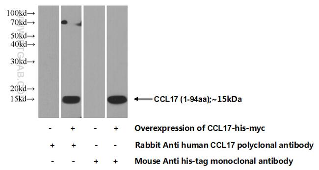 CCL17 Antibody in Western Blot (WB)