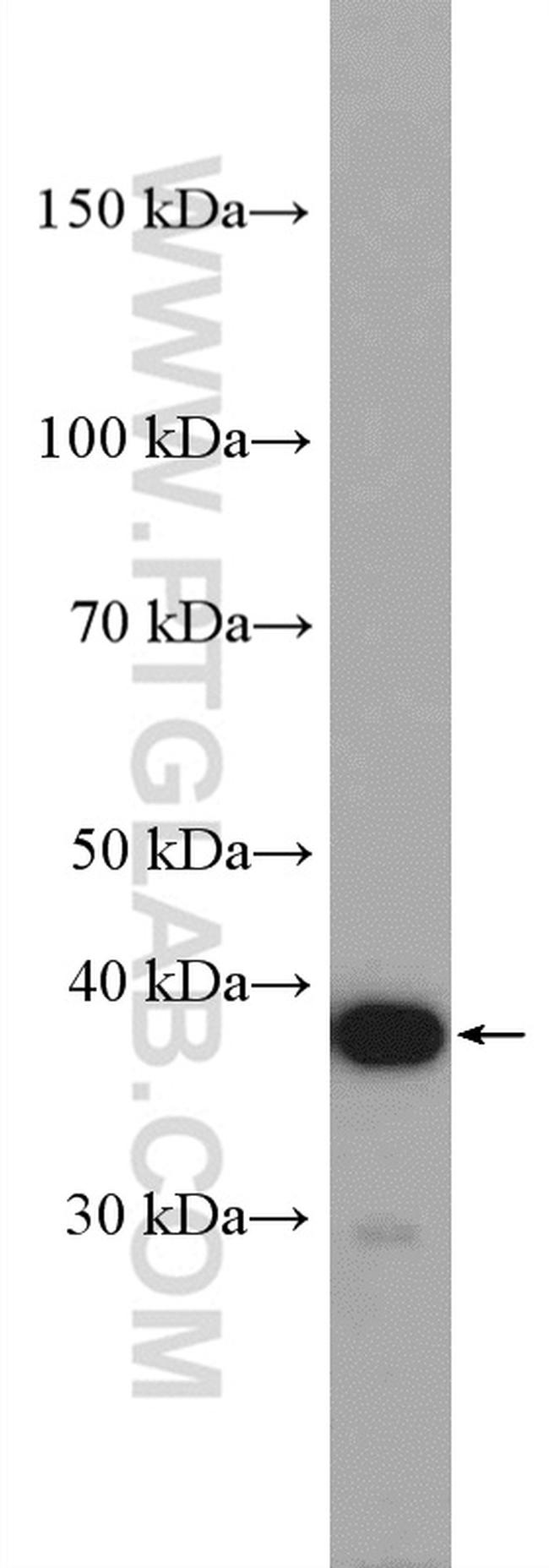 C4orf49 Antibody in Western Blot (WB)