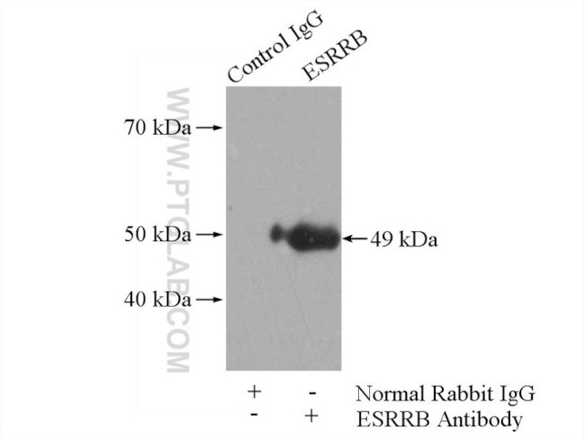 ESRRB Antibody in Immunoprecipitation (IP)