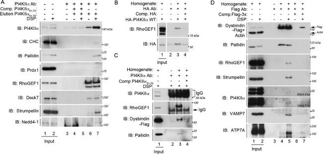 PRDX1 Antibody in Western Blot (WB)