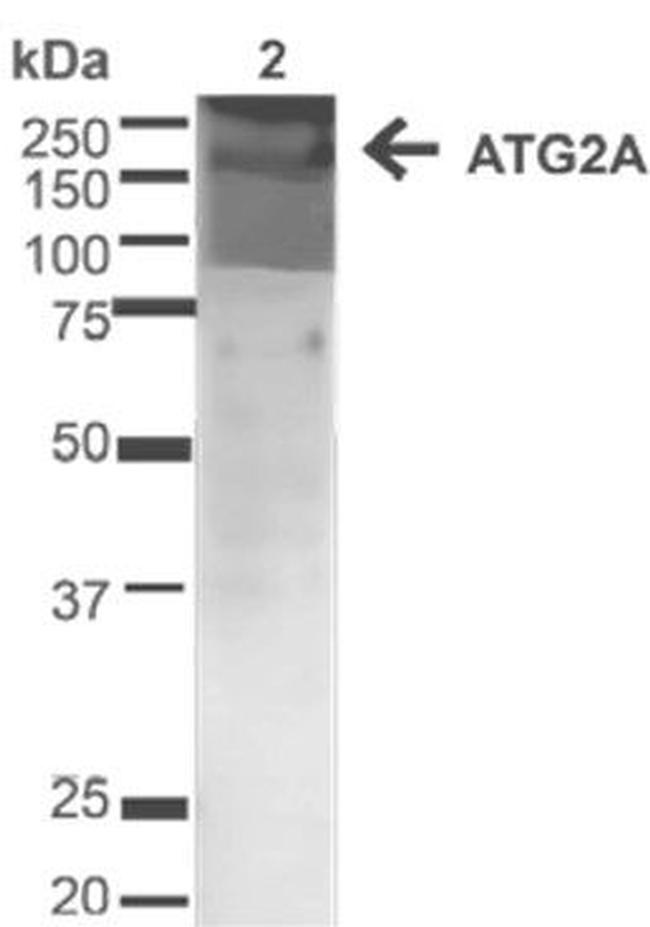 Atg2A Antibody in Western Blot (WB)