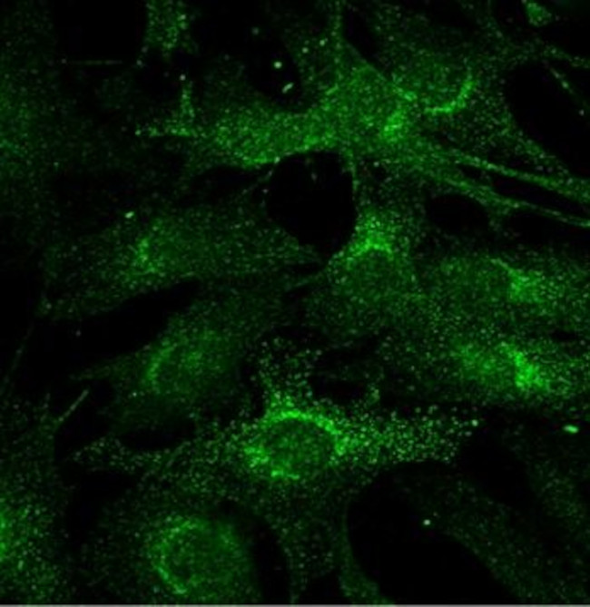 Atg13 Antibody in Immunocytochemistry (ICC/IF)