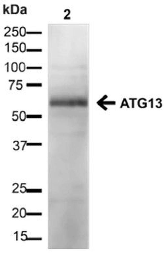 Atg13 Antibody in Western Blot (WB)