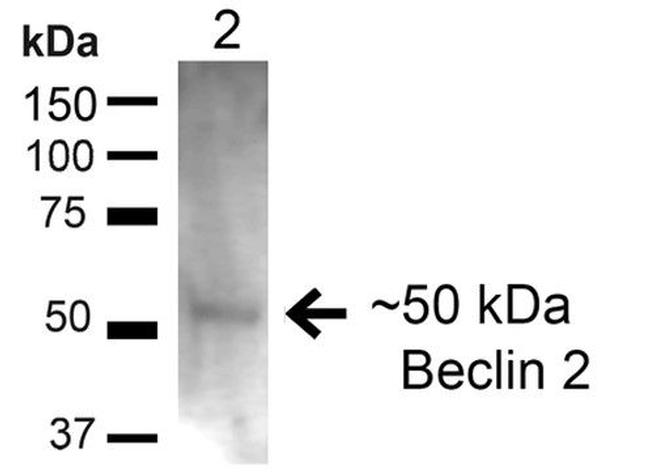 Beclin2 Antibody in Western Blot (WB)