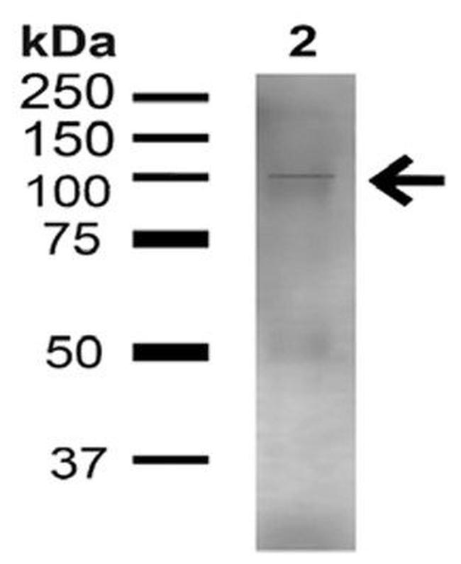 UVRAG Antibody in Western Blot (WB)