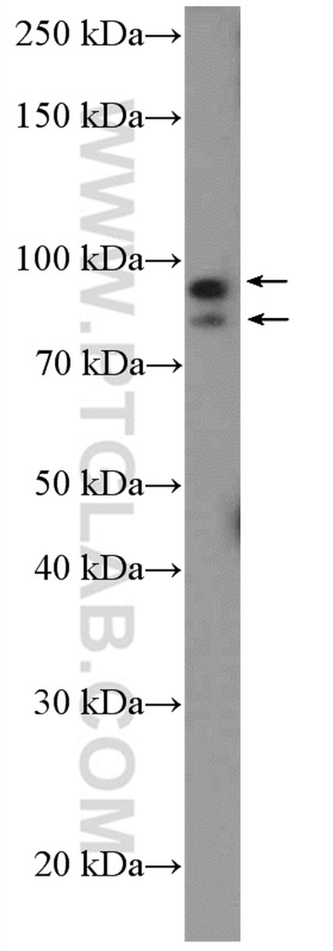 BEND3 Antibody in Western Blot (WB)