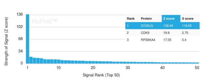 ICOS-L/ICOS Ligand/B7RP-1 (Immuno-Oncology Target) Antibody in Peptide array (ARRAY)