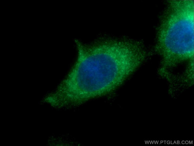 KDELC2 Antibody in Immunocytochemistry (ICC/IF)