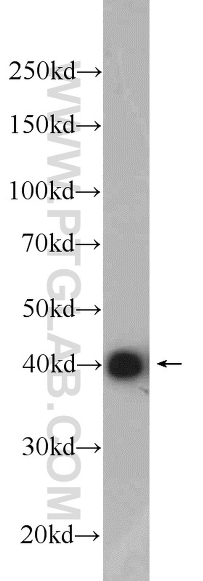 TUFT1 Antibody in Western Blot (WB)