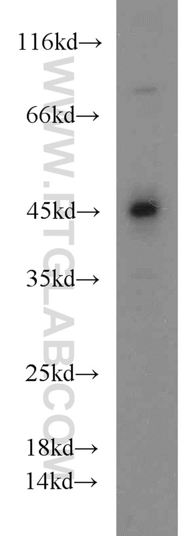 TUFT1 Antibody in Western Blot (WB)