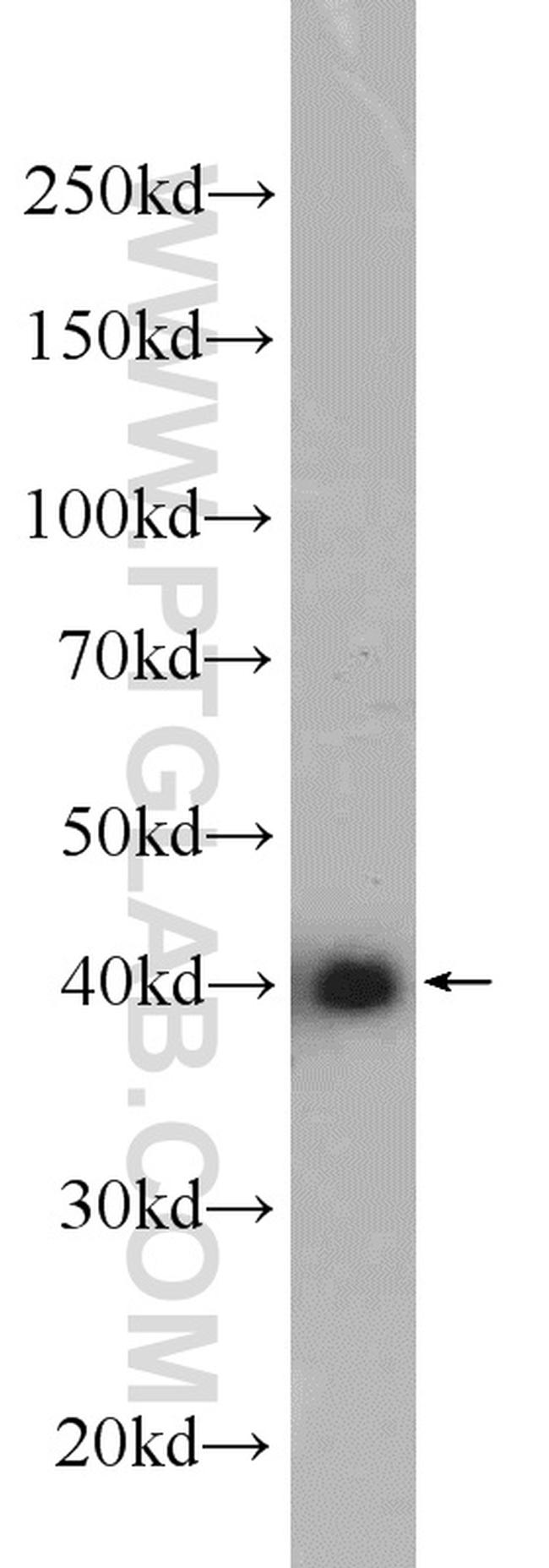 TUFT1 Antibody in Western Blot (WB)