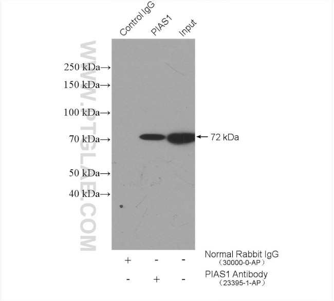 PIAS1 Antibody in Immunoprecipitation (IP)