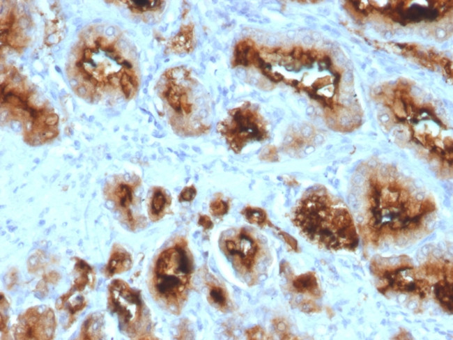 FOLH1/PSMA (Prostate Epithelial Marker) Antibody in Immunohistochemistry (Paraffin) (IHC (P))