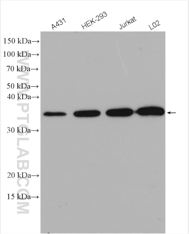 P15RS Antibody in Western Blot (WB)