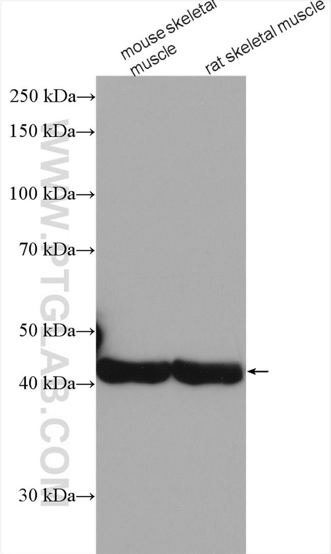 alpha Actin Antibody in Western Blot (WB)