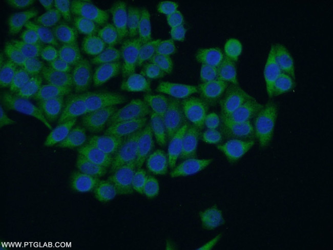 HACE1 Antibody in Immunocytochemistry (ICC/IF)