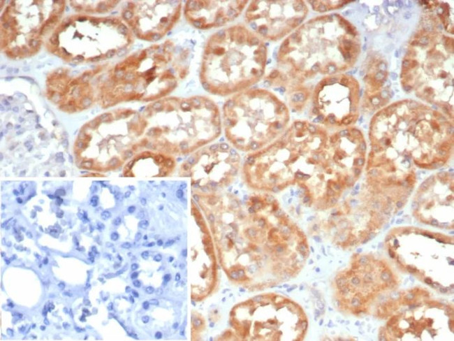 LAMP5 (Late Endosomes Marker) Antibody in Immunohistochemistry (Paraffin) (IHC (P))