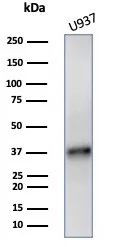 LAMP5 (Late Endosomes Marker) Antibody in Western Blot (WB)