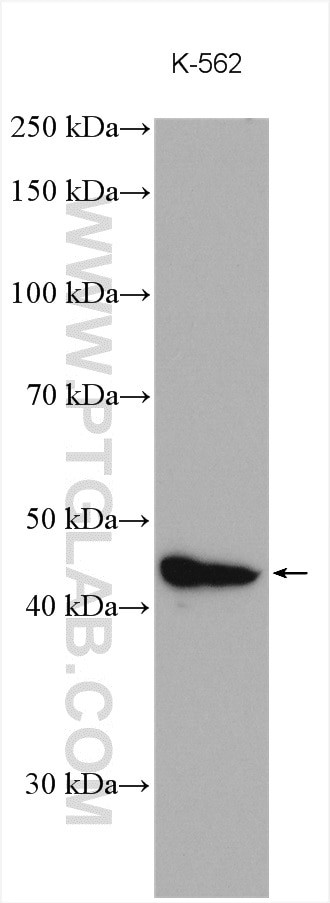 NEK2 Antibody in Western Blot (WB)