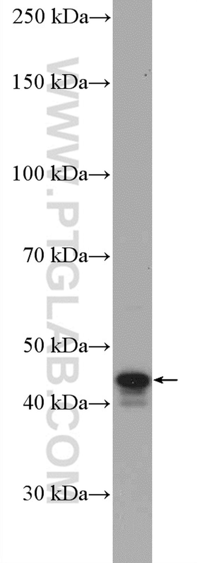 NEK2 Antibody in Western Blot (WB)