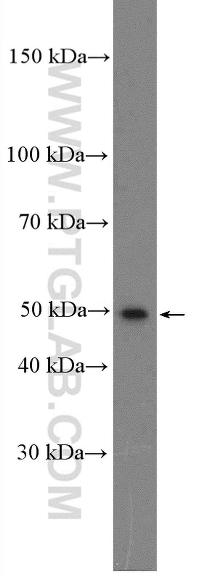 NEK2 Antibody in Western Blot (WB)