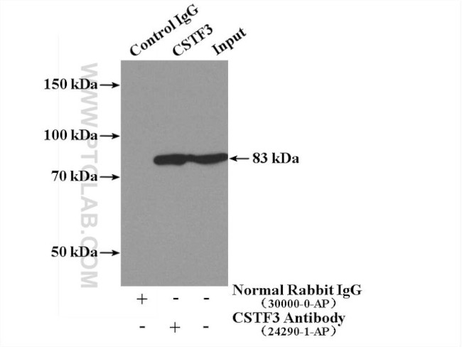 CSTF3 Antibody in Immunoprecipitation (IP)