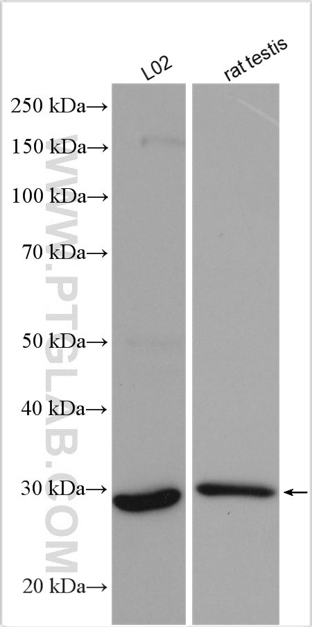 ERP29 Antibody in Western Blot (WB)